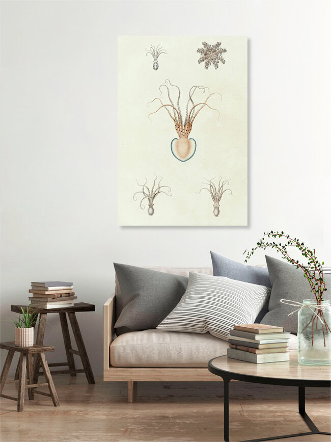 Wandbild 'Vintage Illustration Tintenfische' – Kunst von Vintage Nature Graphics als Poster oder Acrylglasbild