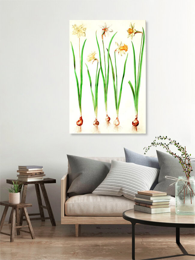 Wandbild 'Vintage Illustration Narzissen' – Kunst von Vintage Nature Graphics als Poster oder Acrylglasbild