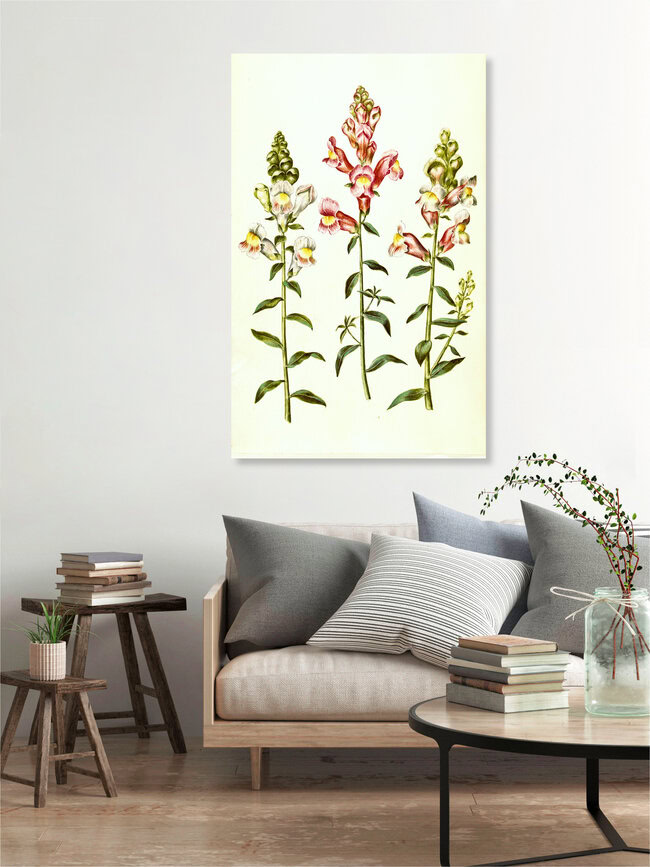 'Vintage illustration of Antirrhinum majus' – Wall Art by Vintage Nature Graphics as Poster or Acrylic Glass Print