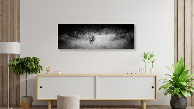 Panorama Portrait Male Lion, South Africa – wall art by Dennis Wehrmann as Poster or Acrylic Glass Print