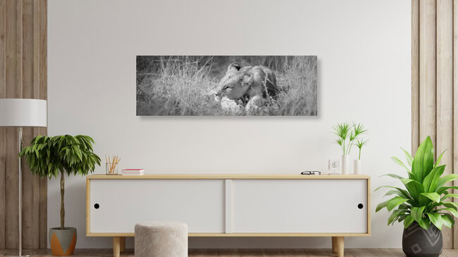 Baby-Löwe, Botswana – Fotokunst von Dennis Wehrmann als Poster oder Acrylglasbild