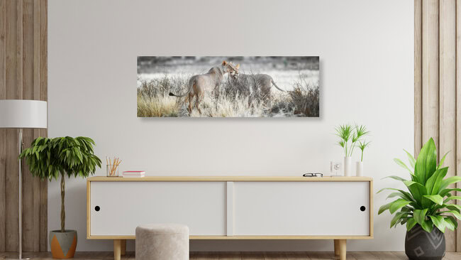Lions searching for prey in the Kgalagadi Transfrontier Park, Botswana – wall art by Dennis Wehrmann as Poster or Acrylic Glass Print