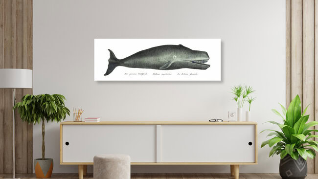 'Bowhead Whale' – Wall Art by Vintage Nature Graphics as Poster or Acrylic Glass Print