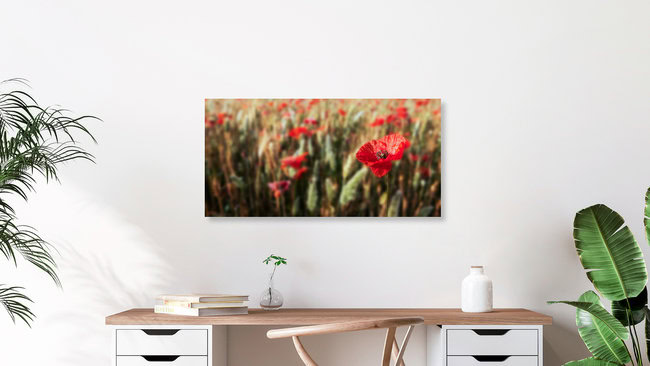 Mohnblume, Deutschland – Fotokunst von Hannes Cmarits als Poster oder Acrylglasbild