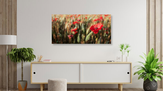 Mohnblume, Deutschland – Fotokunst von Hannes Cmarits als Poster oder Acrylglasbild
