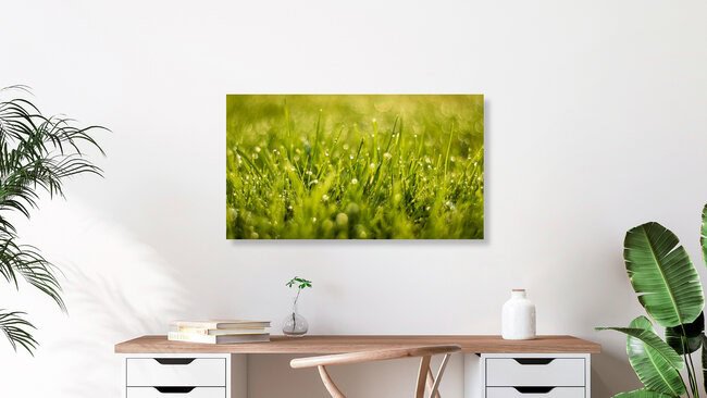 morning dew on a summer morning, Germany – wall art by Nils Steiner as Poster or Acrylic Glass Print
