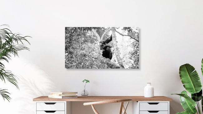 Chimpanzee Uganda, Uganda – wall art by Dennis Wehrmann as Poster or Acrylic Glass Print