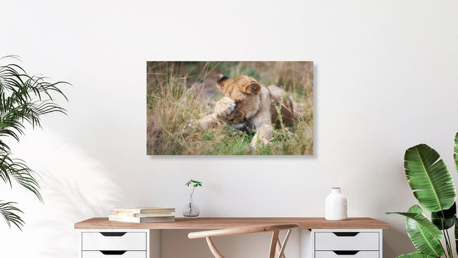 Baby-Löwe, Botswana – Fotokunst von Dennis Wehrmann als Poster oder Acrylglasbild