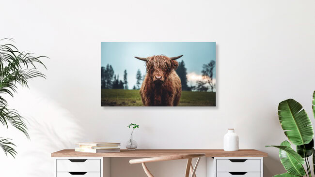Galloway Rind auf der grünen Weide, Österreich – Fotokunst von Lars Schmucker als Poster oder Acrylglasbild