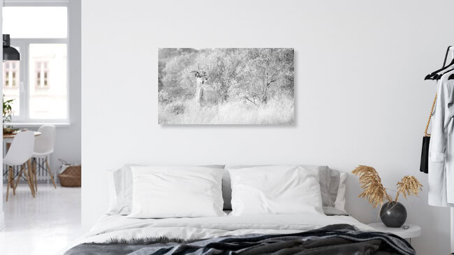 Portrait Kudu Antelope, South Africa – wall art by Dennis Wehrmann as Poster or Acrylic Glass Print