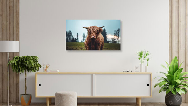 Galloway Rind auf der grünen Weide, Österreich – Fotokunst von Lars Schmucker als Poster oder Acrylglasbild