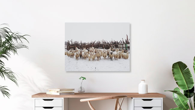 Snowy Sheep Stare, United States – wall art by Kevin Russ as Poster or Acrylic Glass Print