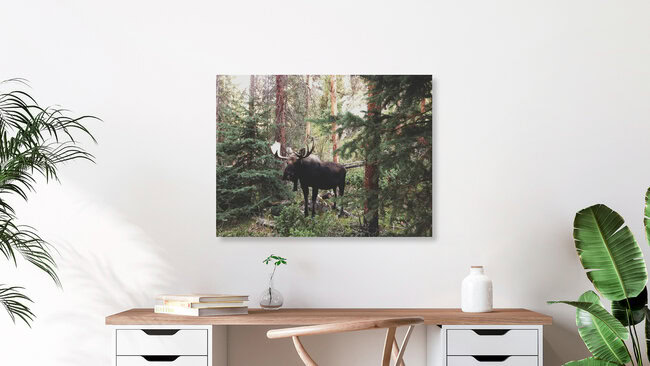 Modest Moose, United States – wall art by Kevin Russ as Poster or Acrylic Glass Print