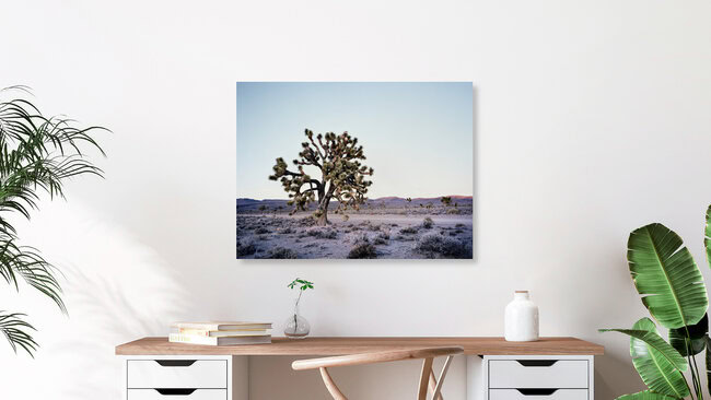 Joshua Tree - Death Valley.* USA, Vereinigte Staaten – Fotokunst von Ronny Ritschel als Poster oder Acrylglasbild