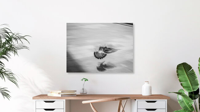 Dove 3, Japan – wall art by Jörg Faißt as Poster or Acrylic Glass Print