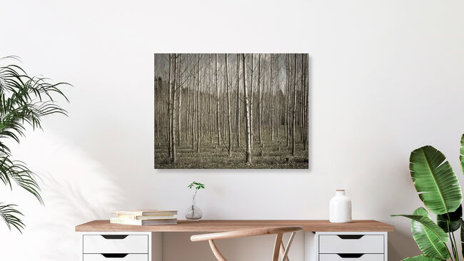 Birkenwald, Österreich – Fotokunst von Bernd Grosseck als Poster oder Acrylglasbild