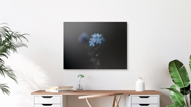 Myosotis, Deutschland – Fotokunst von Anna Brano als Poster oder Acrylglasbild