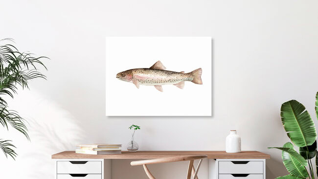 'Sea Life - Rainbow Trout' – Wall Art by Christina Wolff as Poster or Acrylic Glass Print