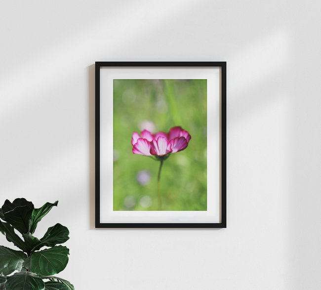 Pink summer glow, Germany – wall art by Manuela Deigert as Poster or Acrylic Glass Print