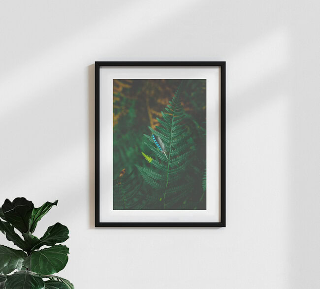 The lost feather, Poland – wall art by Jakub Wencek as Poster or Acrylic Glass Print