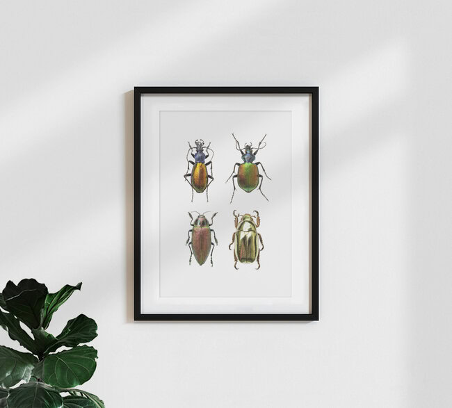 Rarity Cabinet Insect Beetles 4, Niederlande – Fotokunst von Marielle Leenders als Poster oder Acrylglasbild