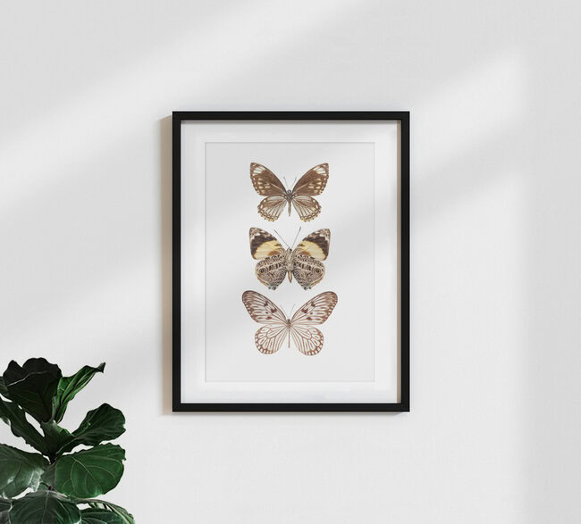 Rarity Cabinet Butterflies, brown 3, Niederlande – Fotokunst von Marielle Leenders als Poster oder Acrylglasbild