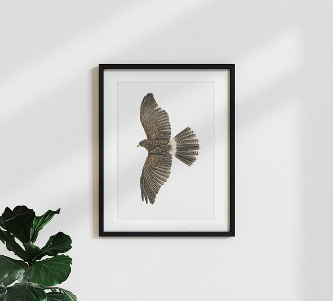 Rarity Cabinet Bird Eagle, Niederlande – Fotokunst von Marielle Leenders als Poster oder Acrylglasbild