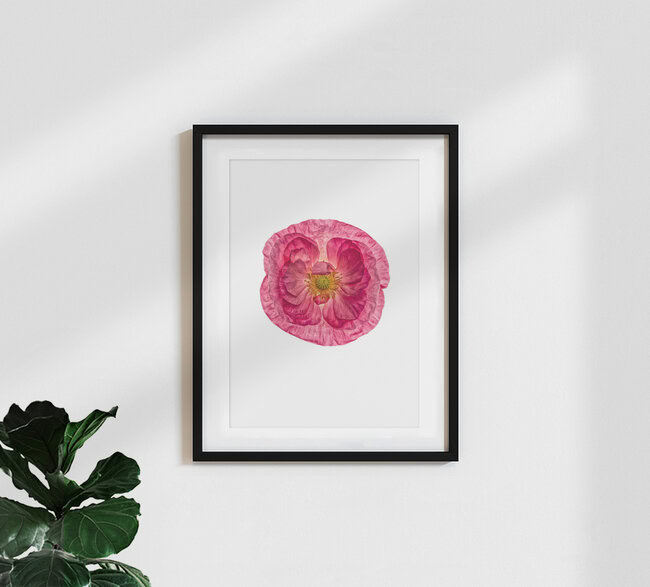 Rarity Cabinet Flower Poppy 1, Niederlande – Fotokunst von Marielle Leenders als Poster oder Acrylglasbild