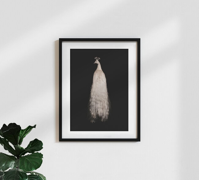Rarity Cabinet Bird Peacock White, Niederlande – Fotokunst von Marielle Leenders als Poster oder Acrylglasbild