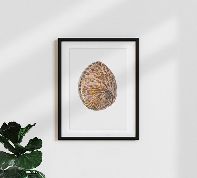 Rarity Cabinet Shell Pink, Niederlande – Fotokunst von Marielle Leenders als Poster oder Acrylglasbild