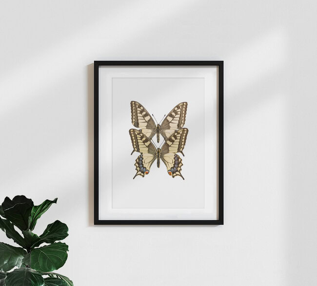 Rarity Cabinet Butterflies Twin, Niederlande – Fotokunst von Marielle Leenders als Poster oder Acrylglasbild