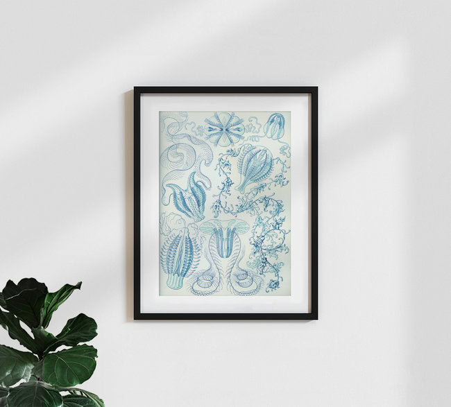 'Ctenophorae' – Wall Art by Vintage Nature Graphics as Poster or Acrylic Glass Print