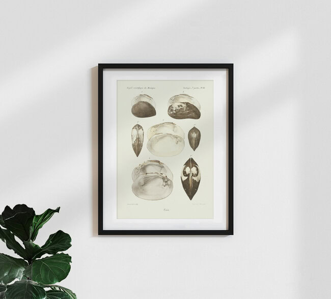 Wandbild 'Vintage Illustration Muscheln 12' – Kunst von Vintage Nature Graphics als Poster oder Acrylglasbild