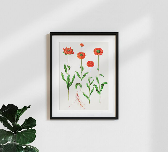 'Vintage illustration Calendula officinalis' – Wall Art by Vintage Nature Graphics as Poster or Acrylic Glass Print