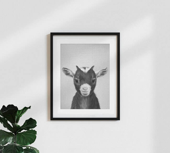 Baby Goat - Black & White, Israel – Fotokunst von Gal Pittel als Poster oder Acrylglasbild