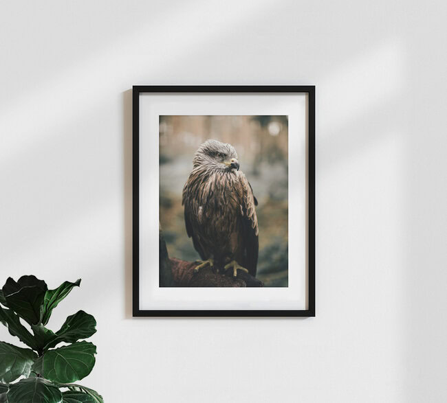 Mr. Hawk, Germany – wall art by Steven Ritzer as Poster or Acrylic Glass Print
