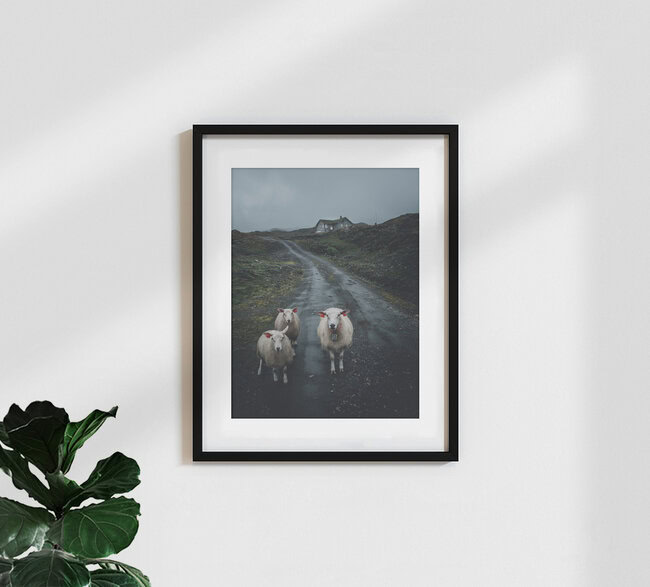 sheep thrills, Norwegen – Fotokunst von Leo Thomas als Poster oder Acrylglasbild