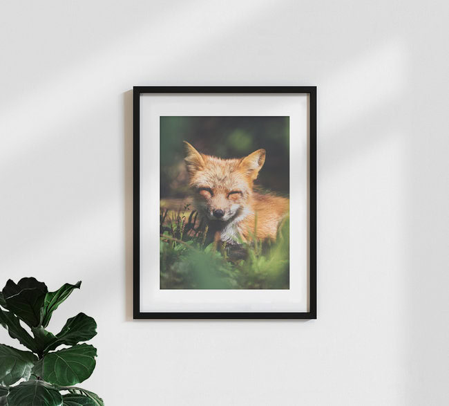 Sleepy Little Fox, Deutschland – Fotokunst von Gergo Kazsimer als Poster oder Acrylglasbild