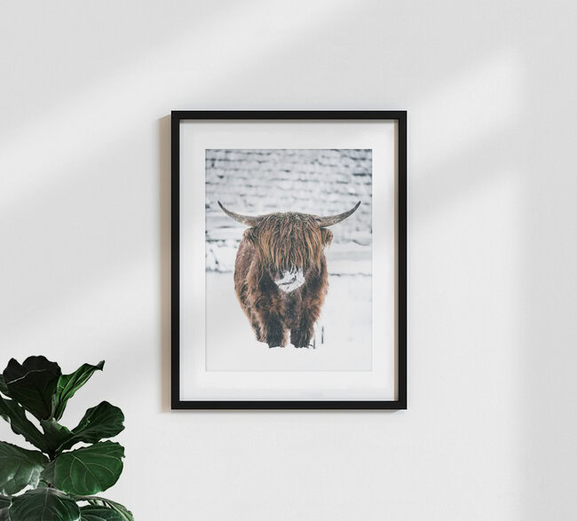 Galloway Rind  im Winter, Österreich – Fotokunst von Lars Schmucker als Poster oder Acrylglasbild