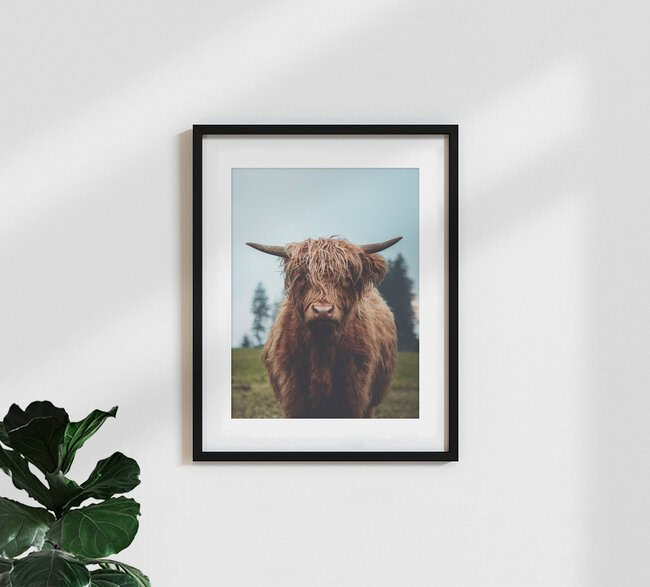 Galloway Rind auf der grünen Weide, Österreich – Fotokunst von Lars Schmucker als Poster oder Acrylglasbild