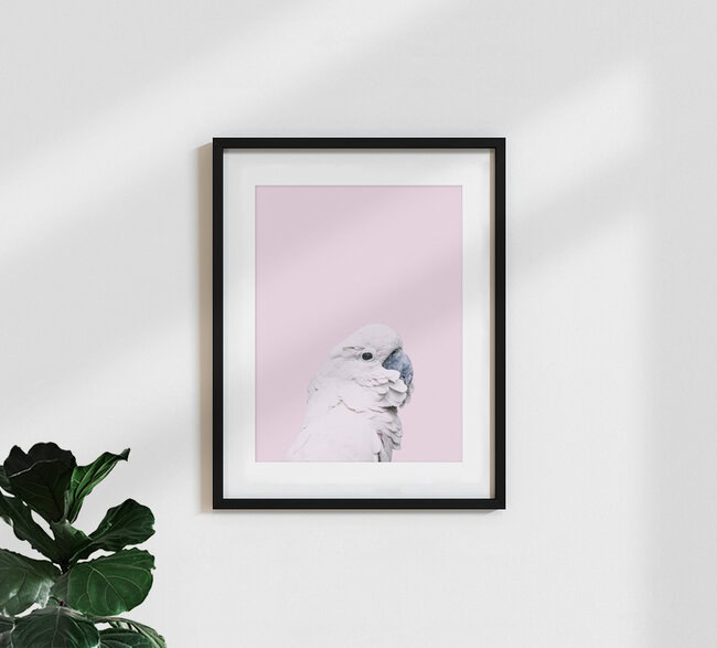 Pink Cockatoo, Indonesien – Fotokunst von Victoria Frost als Poster oder Acrylglasbild