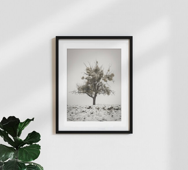 Mispelbaum im Schnee, Österreich – Fotokunst von Bernd Grosseck als Poster oder Acrylglasbild