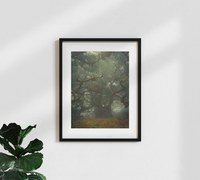 tentacles, Portugal – Fotokunst von Anke Butawitsch als Poster oder Acrylglasbild
