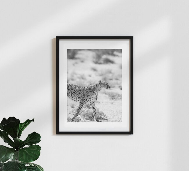 Kitty Kat, South Africa – wall art by Shot By Clint as Poster or Acrylic Glass Print