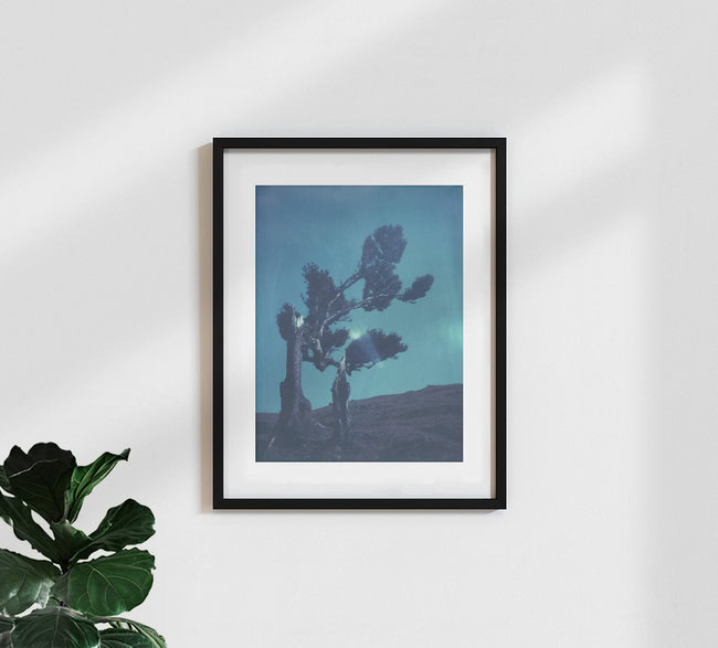 laurel tree, Portugal – Fotokunst von Jennifer Rumbach als Poster oder Acrylglasbild