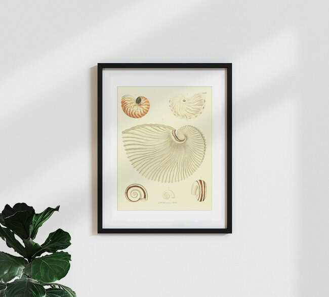 Wandbild 'Vintage Illustration Muscheln 1' – Kunst von Vintage Nature Graphics als Poster oder Acrylglasbild