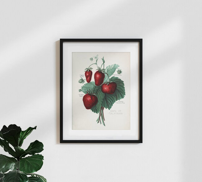 Wandbild 'Vintage Illustration Erdbeeren' – Kunst von Vintage Nature Graphics als Poster oder Acrylglasbild