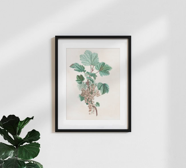 'Vintage illustration white currant' – Wall Art by Vintage Nature Graphics as Poster or Acrylic Glass Print