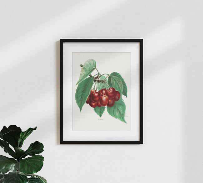 Wandbild 'Vintage Illustration Kirschen 2' – Kunst von Vintage Nature Graphics als Poster oder Acrylglasbild