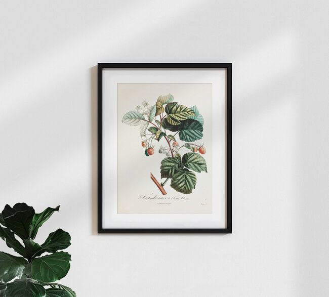 Wandbild 'Vintage Illustration Himbeeren 4' – Kunst von Vintage Nature Graphics als Poster oder Acrylglasbild